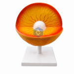 Sun Structure Model
